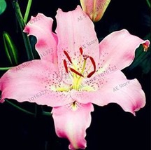 US Seller Lilium Lily Flower Seeds Pink Flowers New Fresh Seeds - $12.36