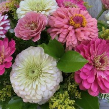 Strawberry Cream Zinnia Flower Seeds Garden Fast Shipping - £4.49 GBP