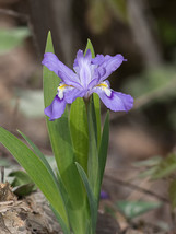 Wild Crested Iris Bulbs - 20 Roots, Hardy Wildflowers for Zones 3-9 - £50.84 GBP