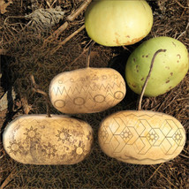 KKG Corsican Gourd Seeds Hard Shelled African Bowl Bottle Art Gourds See... - $149.55 MXN