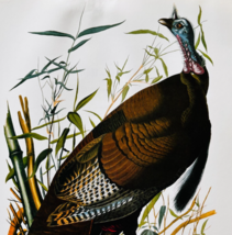 1979 Wild Turkey Color Plate Print Audubon Birds Of America Vintage Art ... - $551.89 MXN