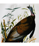 1979 Wild Turkey Color Plate Print Audubon Birds Of America Vintage Art ... - $41.60 CAD