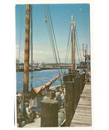 Poinsettias west cost of florida vintage Postcard Unused - €5,14 EUR