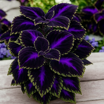 Black purple coleus thumb200