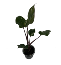 Philodendron White Princess by LEAL PLANTS ECUADOR |Live Plant House for... - £19.64 GBP