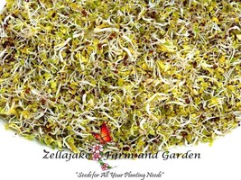 500 Spicy Microgreens Herb Seeds - £14.89 GBP