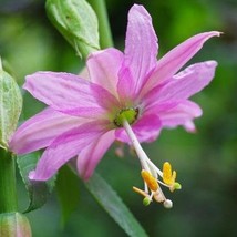 USA SELLER Passiflora Mollissima Curuba Banana Poka Banana Passion Fruit 20 Seed - $19.20