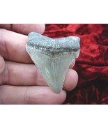 (S233-49) 1-3/4&quot; Fossil MEGALODON Shark Tooth Teeth JEWELRY love sharks ... - €36,75 EUR