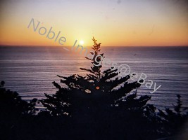 1960 Point Loma Sunset over Pacific Ocean Pines California Kodachrome 35mm Slide - £4.39 GBP