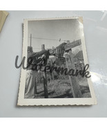 Vintage Photograph Man Hanging Raccoon Pelts On Fence 1950s - €9,89 EUR