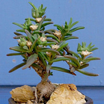 HOT SEEDS Delosperma Napiforme, mestoklema macrorrhizum bonsai mesemb plant seed - £10.16 GBP