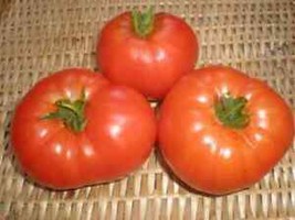 SEPTH 50 Seeds Coustralee Tomato Juicy Tomatoe Vegetable Garden Edible Food - £4.31 GBP