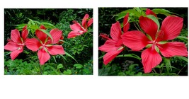 75 seeds Texas Star Hibiscus Rose Mallow H. coccineus Native Perennial  - £21.22 GBP