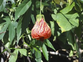 Abutilon Pictum Flowering Maple Fresh Seeds - £14.07 GBP