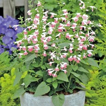 USA SELLER Mpb#13 Texas Sage Coral Nymph 50 Salvia Seeds Hummingbird Flower - £14.20 GBP