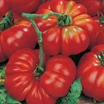 SEPTH Crimson Cushion Beefsteak Tomato Seeds - $6.73