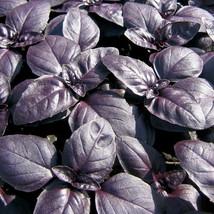 Grow In US Basil Red Rubin Herb Basil 240 Seeds - £5.66 GBP