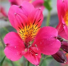 100 Seeds Peruvian Lily Alstroemeria Flower Seeds Rose Pink Flowers With Yellow  - $13.11