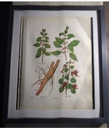 Framed Collectible Botany Prints - Rescued From Early 1900s Medical Book - $222.02 MXN