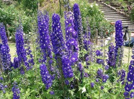 GUNEL 500 Purple Rocket Larkspur Delphinium Ajacis Consolida Flower Seeds - £12.90 GBP