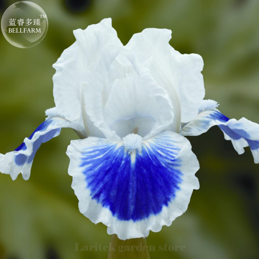 Louis Iris Tectorum Flower Seeds 20 Seeds - $7.99