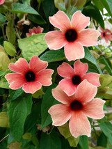 10 Seeds Thunbergia Alata &#39;Qiji&#39; Seeds Rust Colored Flowers With Black Eye Garde - £0.30 GBP