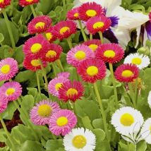 400 Seeds ENGLISH DAISY MIX Flower European Wildflower Early Blooms Groundcover - £13.18 GBP
