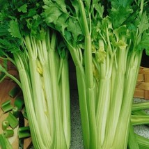Tendercrisp Celery For Planting Non GMO Heirloom Vegetable Bulk Seeds - $172.69 MXN