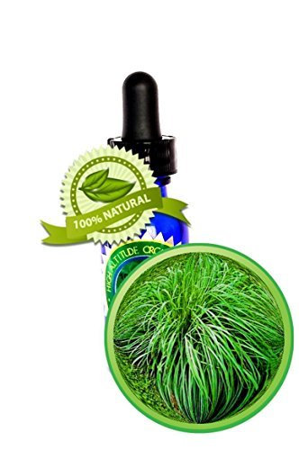 Citronella (Java) Essential Oil - 2oz (60ml) - 100% Pure Cymbopogon Winteria - T
