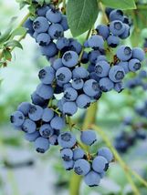 100 Seeds Blueberry 2023 - £9.61 GBP
