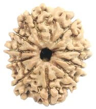 10 Mukhi Rudraksha - Nepal - 23.19 mm - IGL Certified - $123.75
