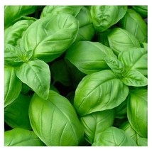 6000 Seeds Genovese Basil Seeds NON-GMO Heirloom Fresh Garden Seeds - £21.90 GBP