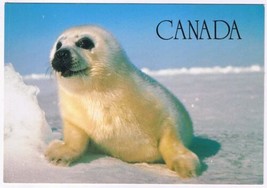 Postcard Harp Seal Pup In The Morning Ontario 4.5 x 6.5 - $3.95