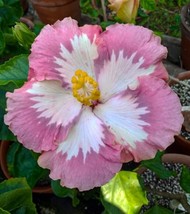 20 seeds Pink Hibiscus Perennial Hardy Flower Garden Quick Bloom Heirloom Seeds  - $8.35