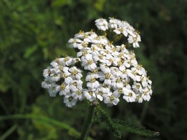 THJAR White Yarrow Seeds - Achillea millefolium - Medicinal - Mosquito Repellant - $6.99