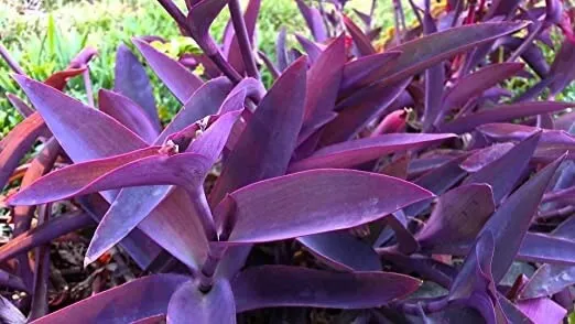 5 Live Plant Purple Heart Wandering Jew Cutting Tradescantia Pallida Pur... - $25.98