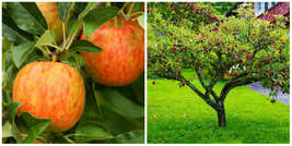 2 Honeycrisp Apple Trees - 24&quot; Tall - Live Plants - Bareroot Seedlings - Malus - £91.72 GBP