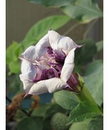 SEED-Angel&#39;s Trumpets-Thorn Apple - Datura Ballerina -Purple or White Se... - $3.57+