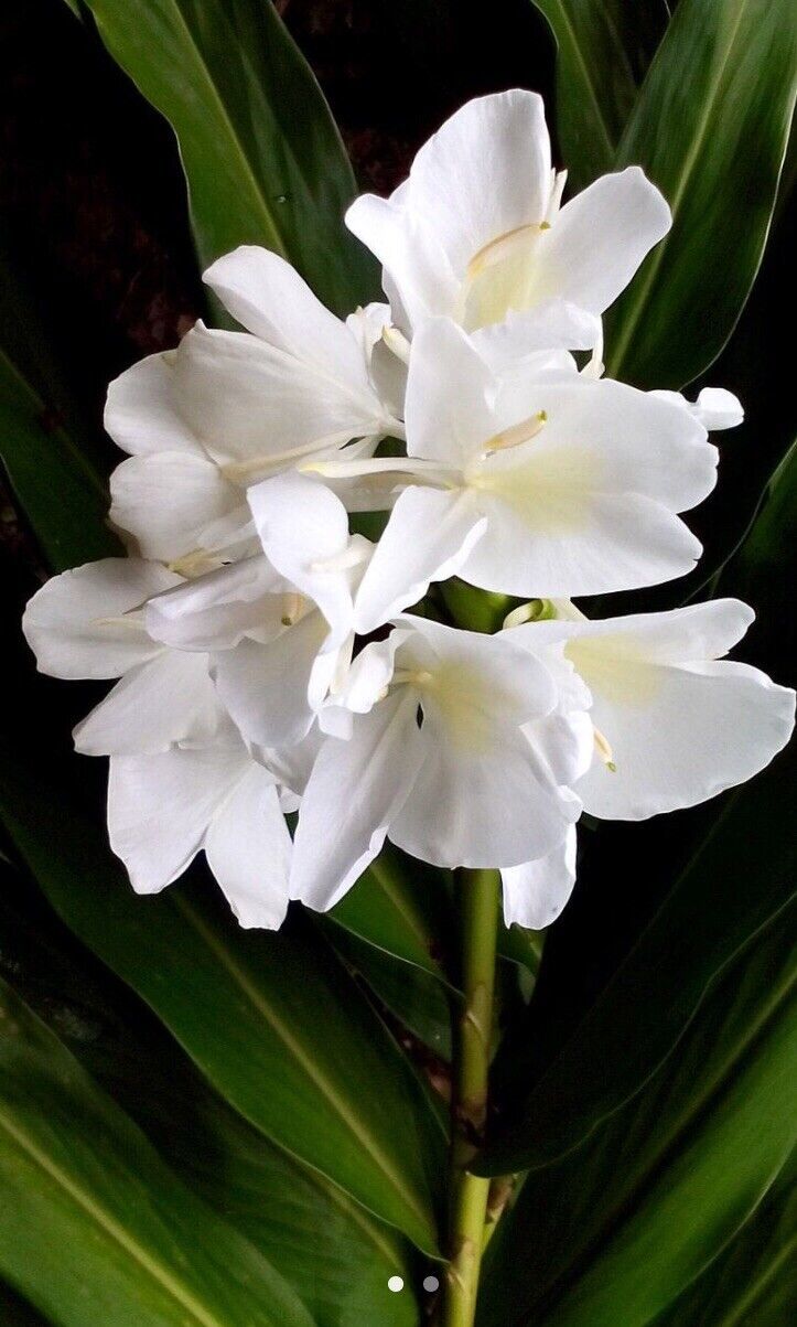 Primary image for FREE SHIPPING 1WHITE BUTTERFLY GINGER LILY PLANT  LIVE PLANT 