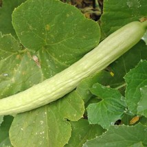 25 Pale Armenian Cucumber Seeds Fresh Harvest  - £8.85 GBP
