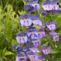 Rocky Mountain Penstemon Wildflower Seeds Penstemon Strictus B12 Gardening USA S - $5.38