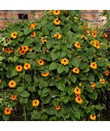 Black Eyed Susan Vine Plants / Set 2 Plants 4-8&quot; Tall In 4&quot; Pot / Orange... - £14.61 GBP