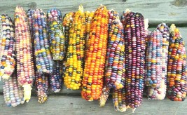 BPA 50 Seeds Ornamental Rainbow Indian Corn Seeds Native Heirloom Summer Fall Ga - £7.10 GBP