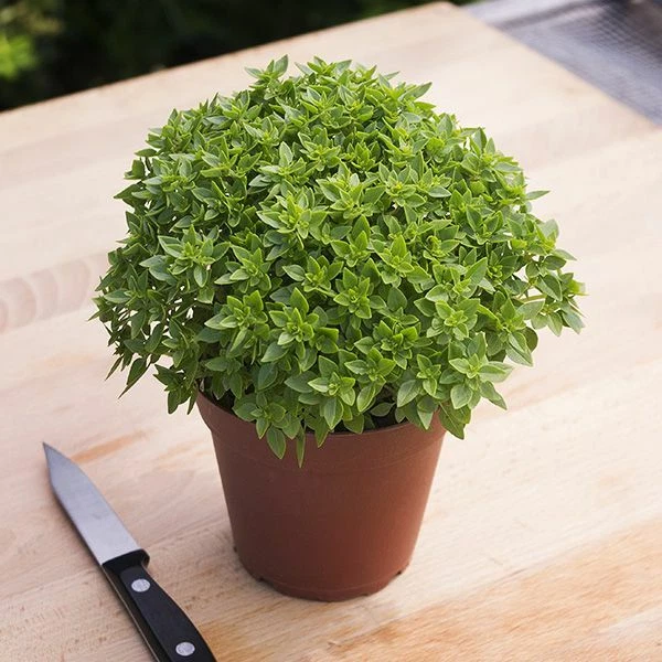 200 Dwarf Greek Basil Seeds - $2.50