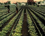 Kalamazoo Michigan MI Celery Field at Kalamazoo 1911 Vintage Postcard - £3.09 GBP