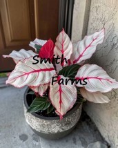 25 Seeds Caladium Fiesta Plant Flowers White Red Pink - $7.17