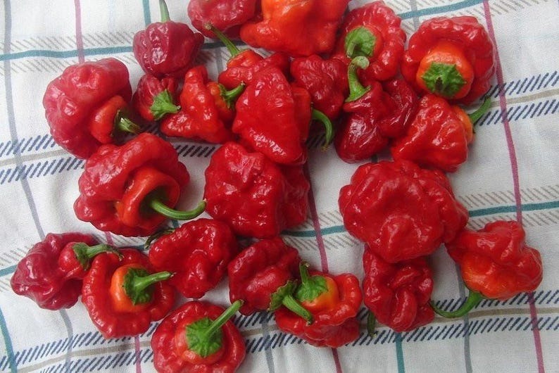 Jamaican Hot Red Scotch Bonnet Pepper Plant - 4&quot; Pot - $29.99