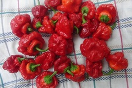 Jamaican Hot Red Scotch Bonnet Pepper Plant - 4&quot; Pot - €26,23 EUR