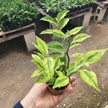 Jacob&#39;s Ladder Pedilanthus | Pedilanthus Tithymaloides | Devi&#39;s Backbone... - $14.84