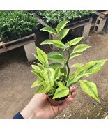 Jacob&#39;s Ladder Pedilanthus | Pedilanthus Tithymaloides | Devi&#39;s Backbone... - $14.84